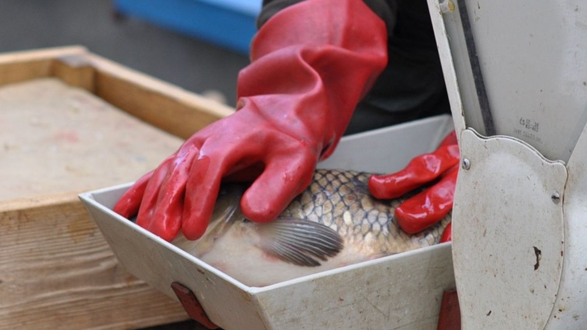  Tylko do 22 grudnia. Karp za niespełna 20 zł za kilo 