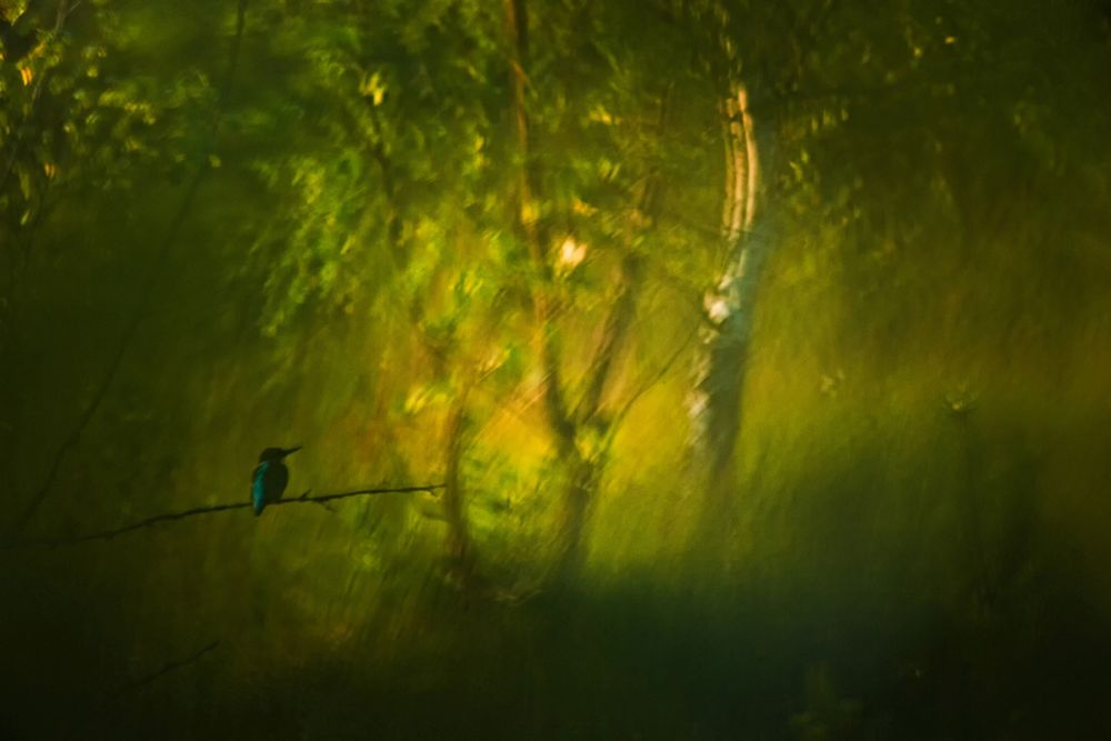 Zobaczcie najlepsze zdjęcia konkursu GDT European Wildlife Photographer of the Year 2016 6
