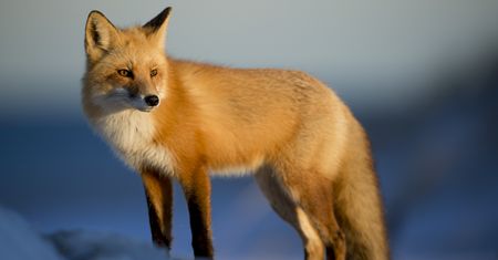 Firefox ochroni przed cryptojackingiem. Zablokuje skrypty kopiące kryptowaluty