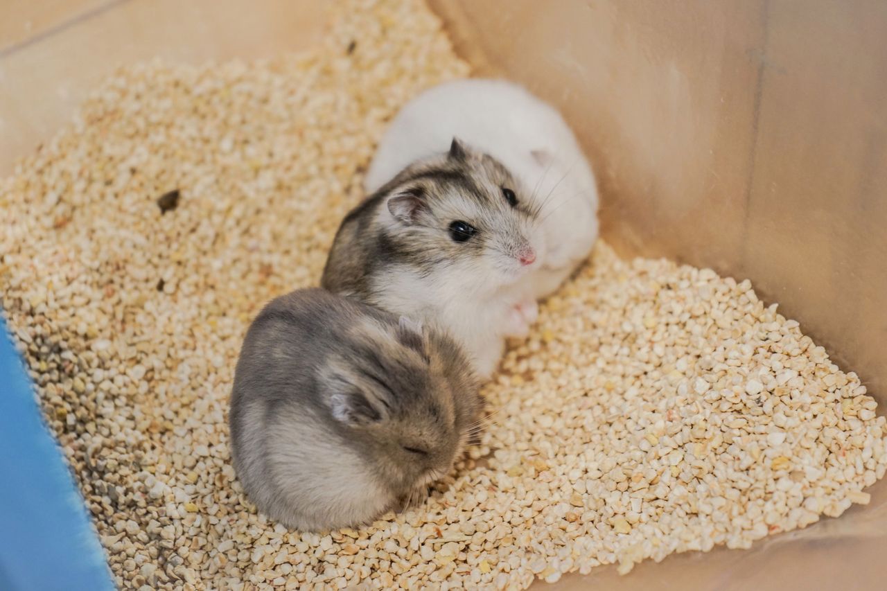Chomik dżungarski - jak wygląda, czym się żywi, jak o niego zadbać?