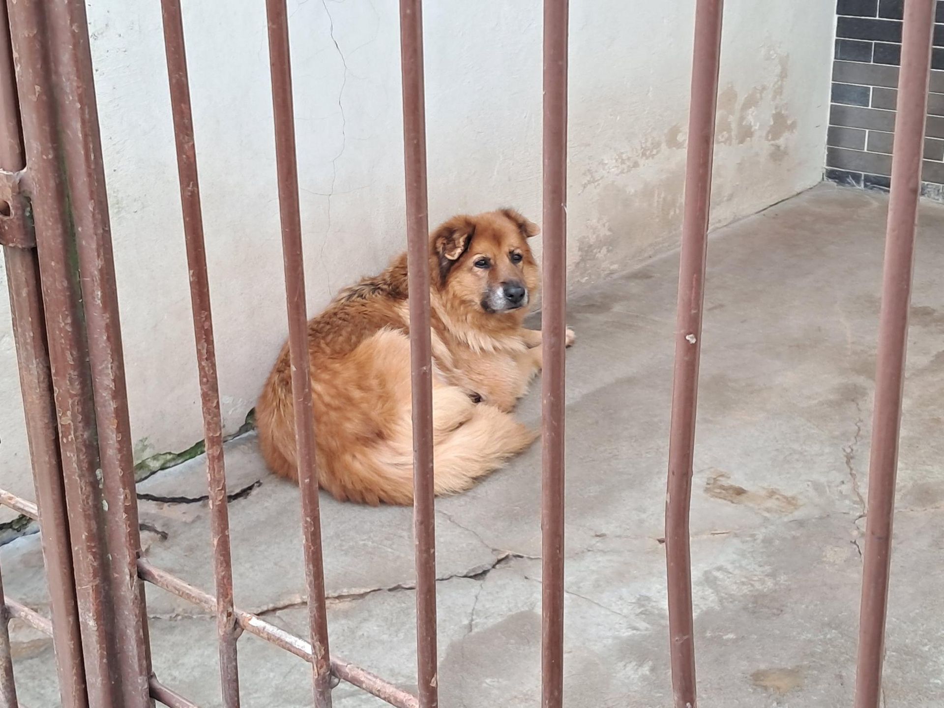 Dla zwierząt schroniskowych to wyjątkowo trudna noc