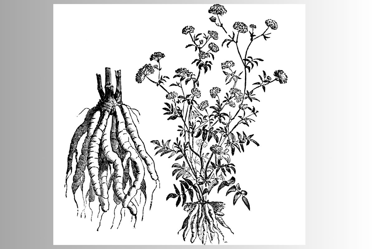 Marek kucmerka na grafice z francuskiej pracy "Les plantes potagères", 1904 r.