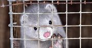 Koronawirus w Polsce. Ministerstwo rolnictwa o wykryciu SARS-CoV-2 u norek