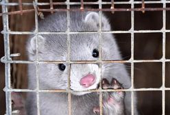 Koronawirus w Polsce. Ministerstwo rolnictwa o wykryciu SARS-CoV-2 u norek