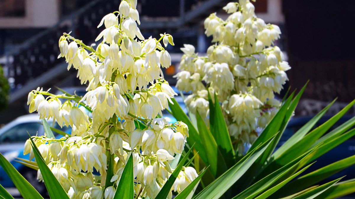 Kwiaty juki karolińskiej