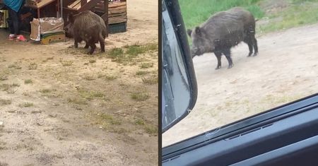 Nagranie z Gdańska. Sprzedawczyni kontra namolny dzik. Boki zrywać
