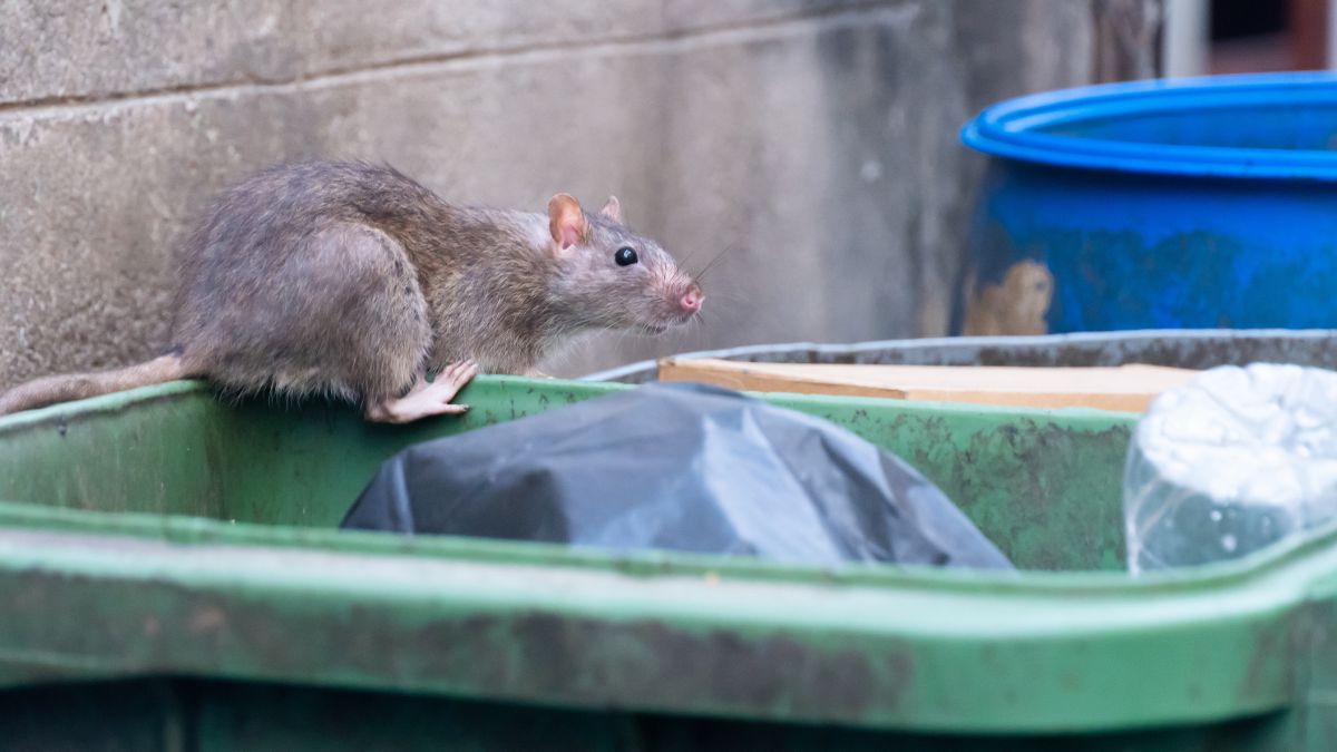 Wrocławianie mają problem ze szczurami