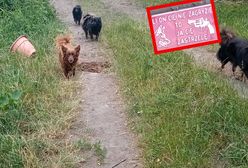 Psy rozszarpały Natalkę na podwórku. Inne nadal biegają po wsi