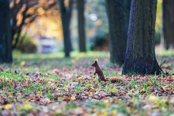 Poznań: Urocze wiewiórki z Cytadeli kradną serca spacerowiczów