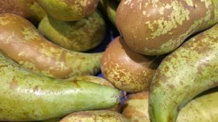 Lubisz gruszki? Oto jak działają na twój organizm, gdy je jesz