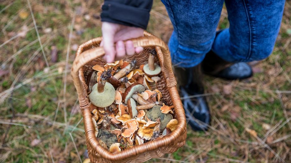 Grzyby w polskich lasach (zdjęcie ilustracyjne)
