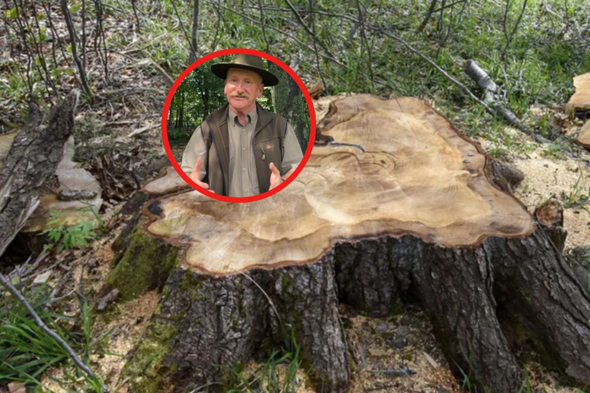 Leśnik zabrał głos. Tak tłumaczy wycięcie 337-letniej jodły