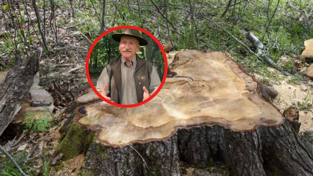 Wydano oświadczenie ws. wycinki 337-letniej jodły