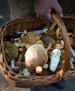 Amerykański grzyb podbija polskie lasy. Tu można go znaleźć