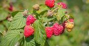 To ostatnia chwila, by przyciąć maliny. Zrób to teraz