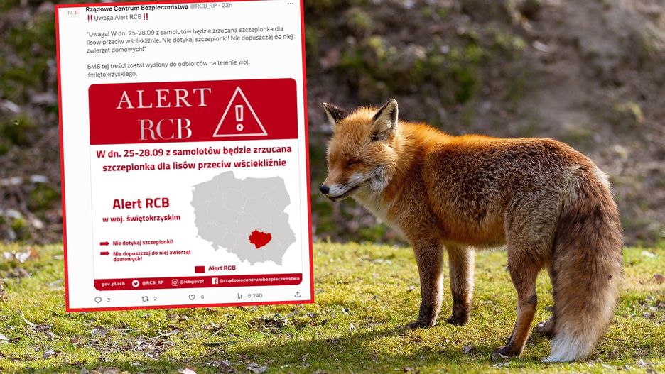 Szczepionka dla lisów. Kolejny alert. Jak zachować się w czasie prowadzenia akcji?