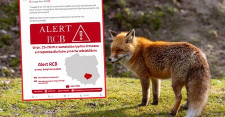 Szczepionka dla lisów. RCB ostrzega kolejne regiony. "Nie dotykaj"
