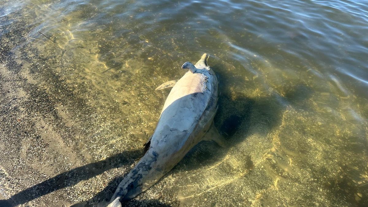 Delfin