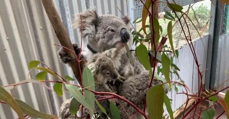 Koale w Australii. Ekolodzy biją na alarm