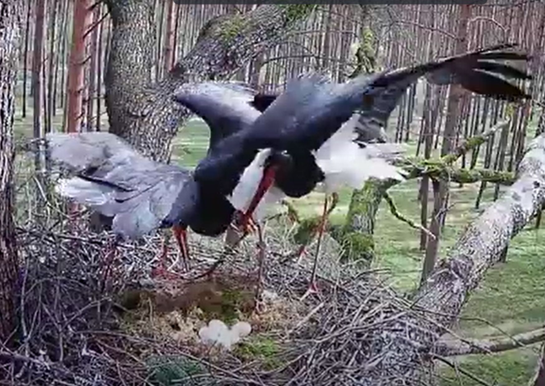 niestety bociany narażone są na takie ataki (screen)
