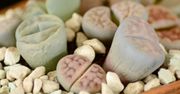 Lithops – roślina kamień