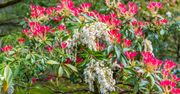 Posadź zamiast rododendronów. Zdobią ogród przez cały rok