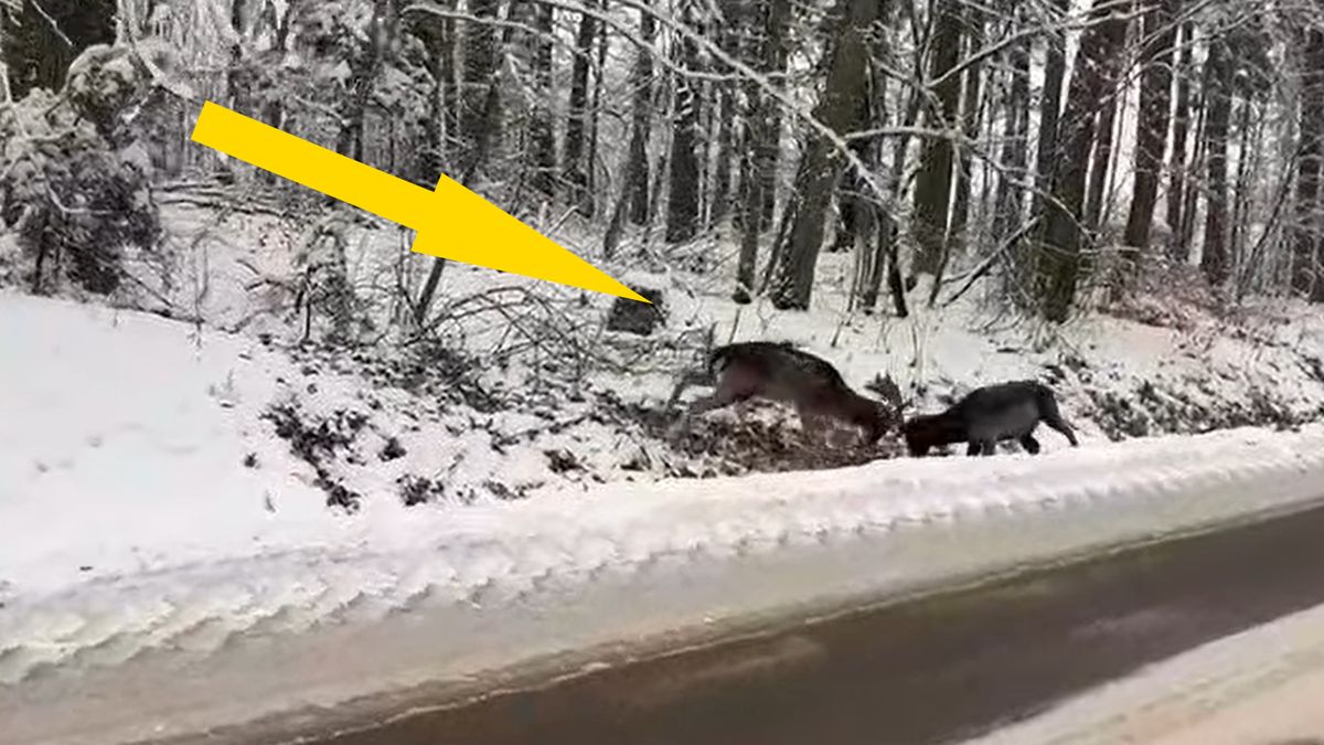 Potyczka danieli przy drodze 