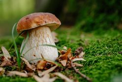 Atlas grzybów jadalnych 2022 r. w Polsce. Które grzyby można znaleźć w lasach?