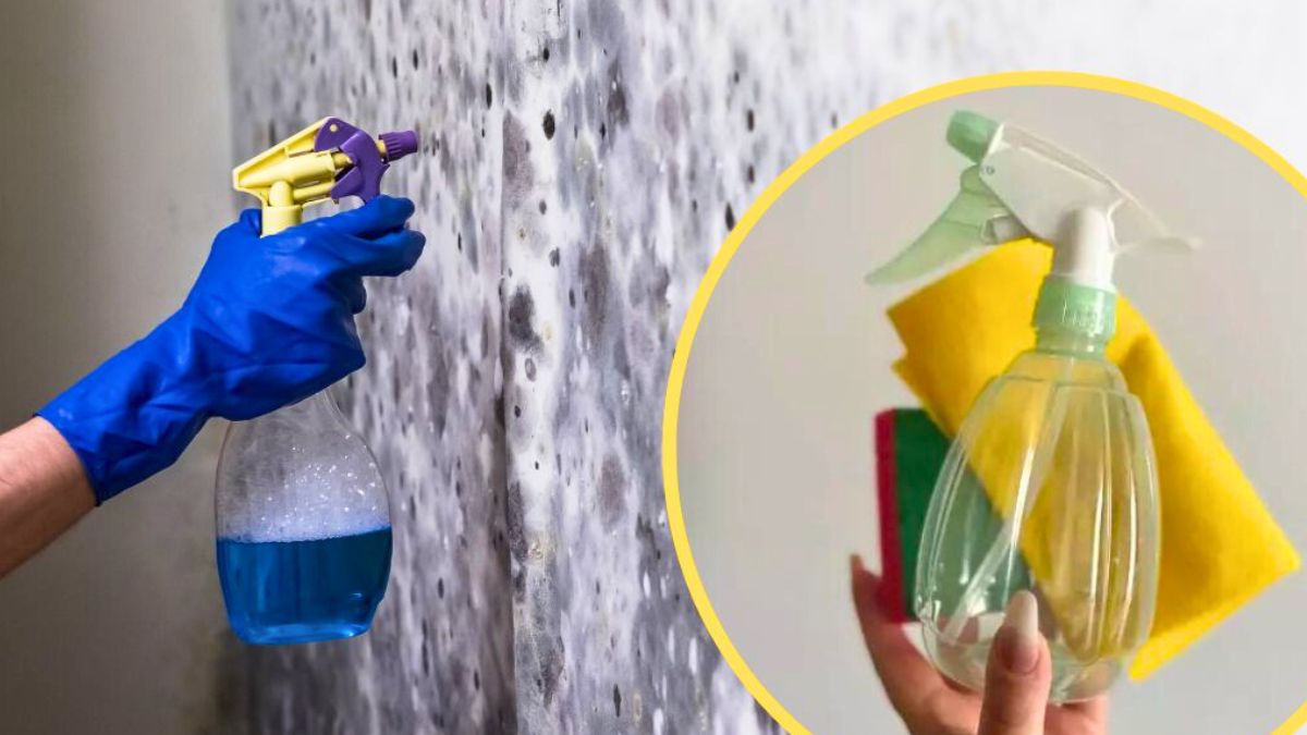 Grzyb na ścianie to nie kłopot, teraz wiem jak go usunąć