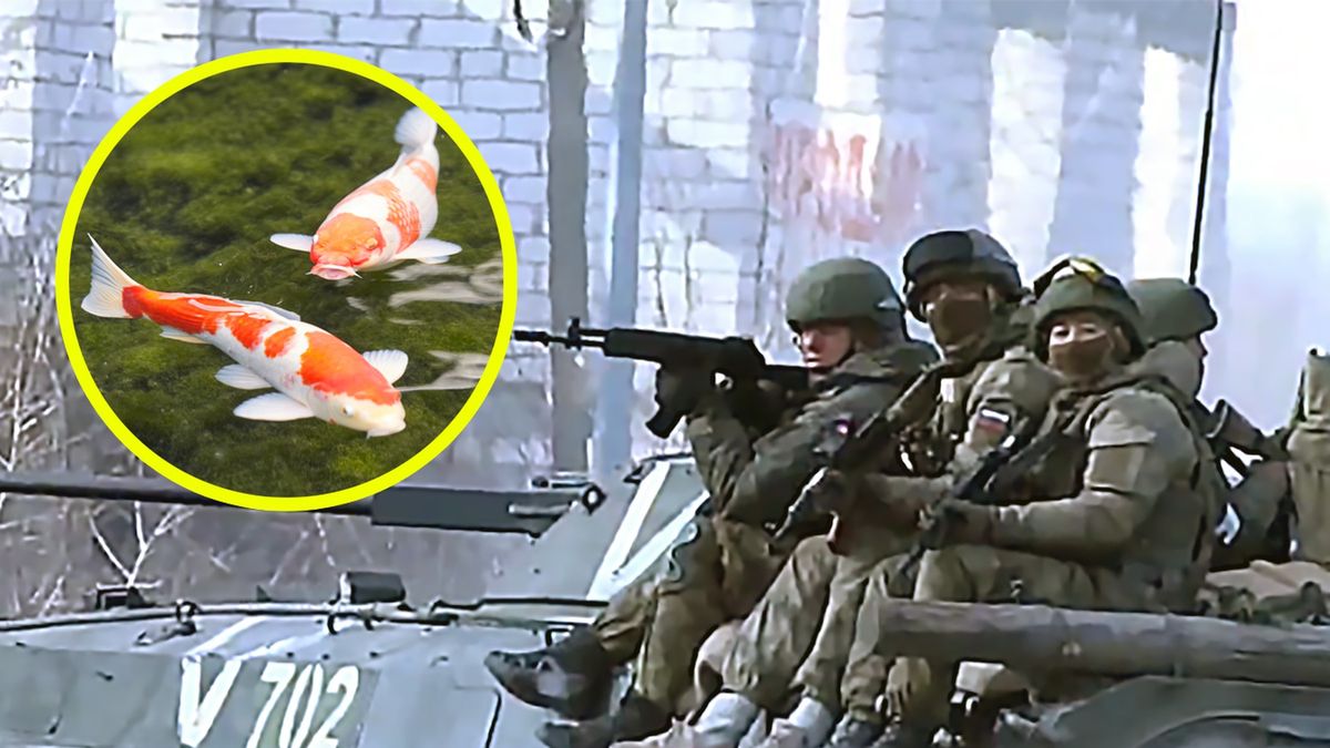 Buriaci walczący po stronie Rosji polują nawet na karpie ozdobne