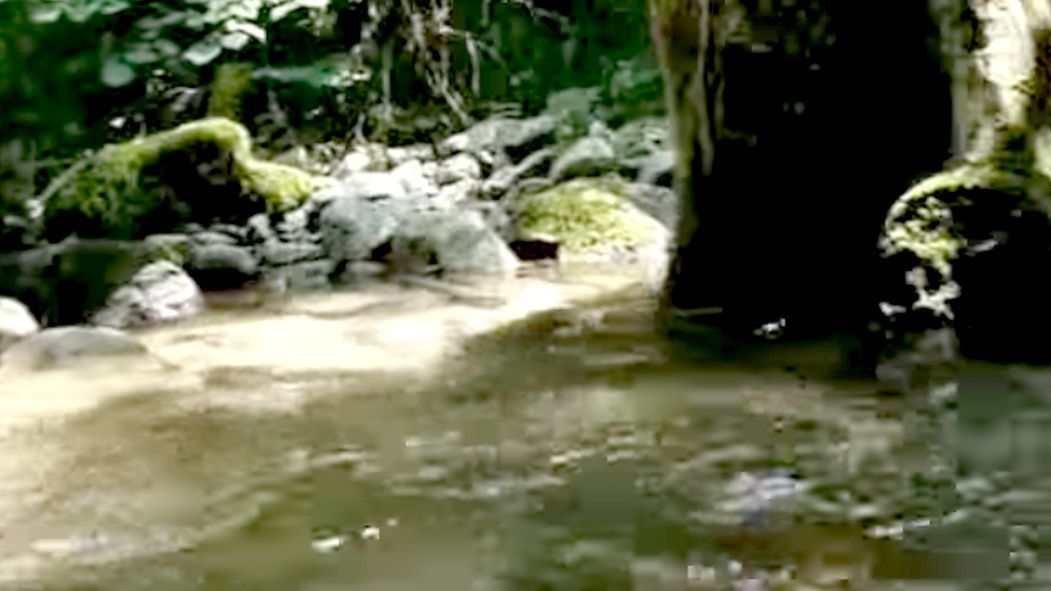 ryba rumunia odkrycie znalezisko