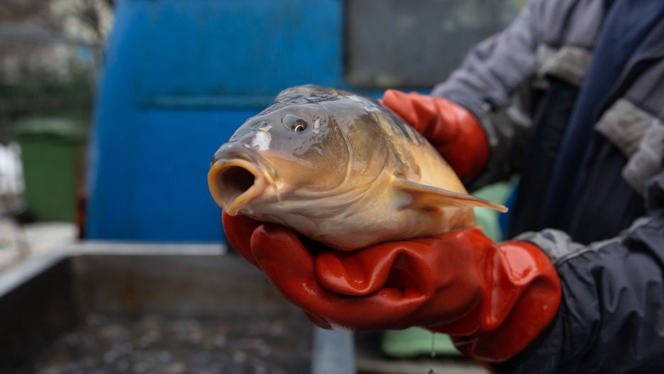 Zakupy świąteczne w Krakowie
