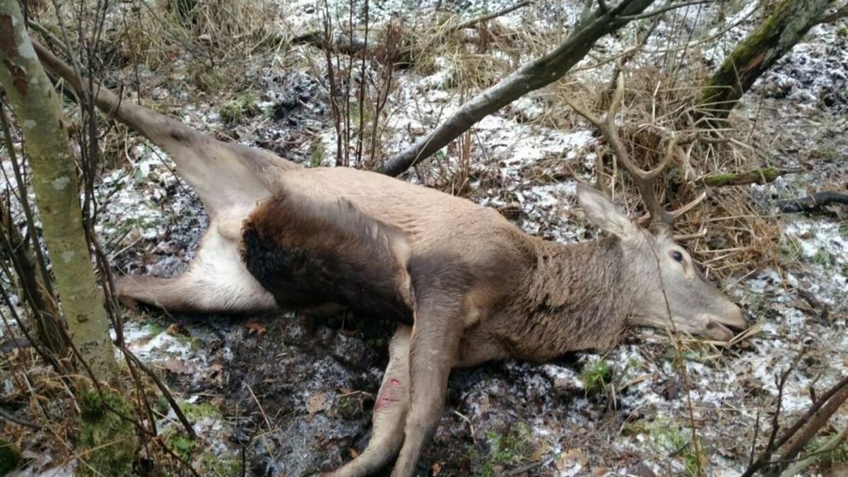 Jeleń umierał w męczarniach 