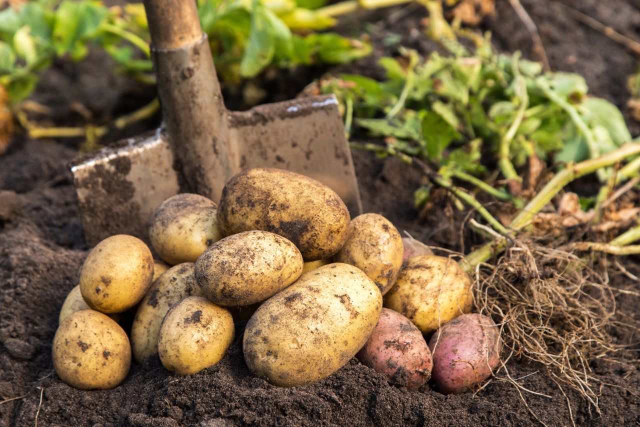 Niemieckie ziemniaki zalewają Polskę. Dziesiątki tysięcy ton