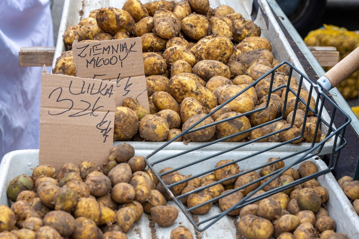 Niskie ceny młodych ziemniaków mogą zaskoczyć. "Rynek jest zapchany"