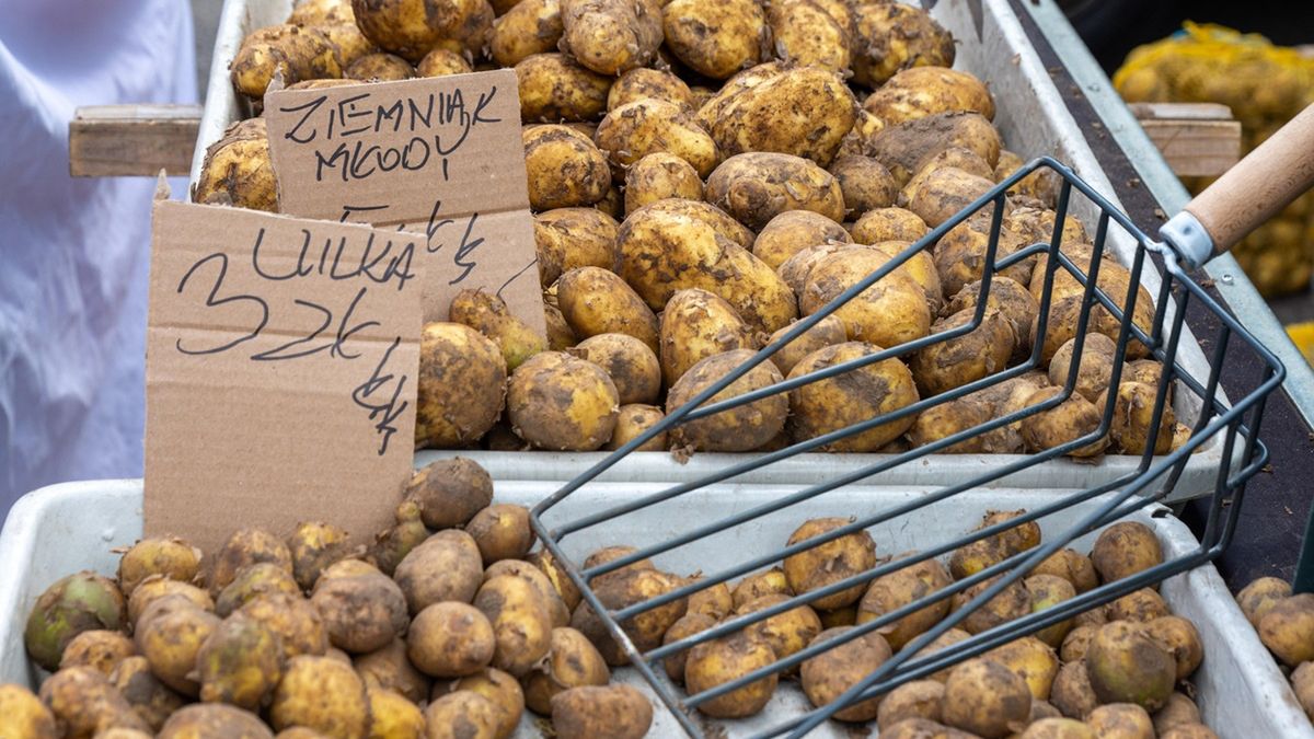 Młode ziemniaki w niskich cenach nawet na targach.