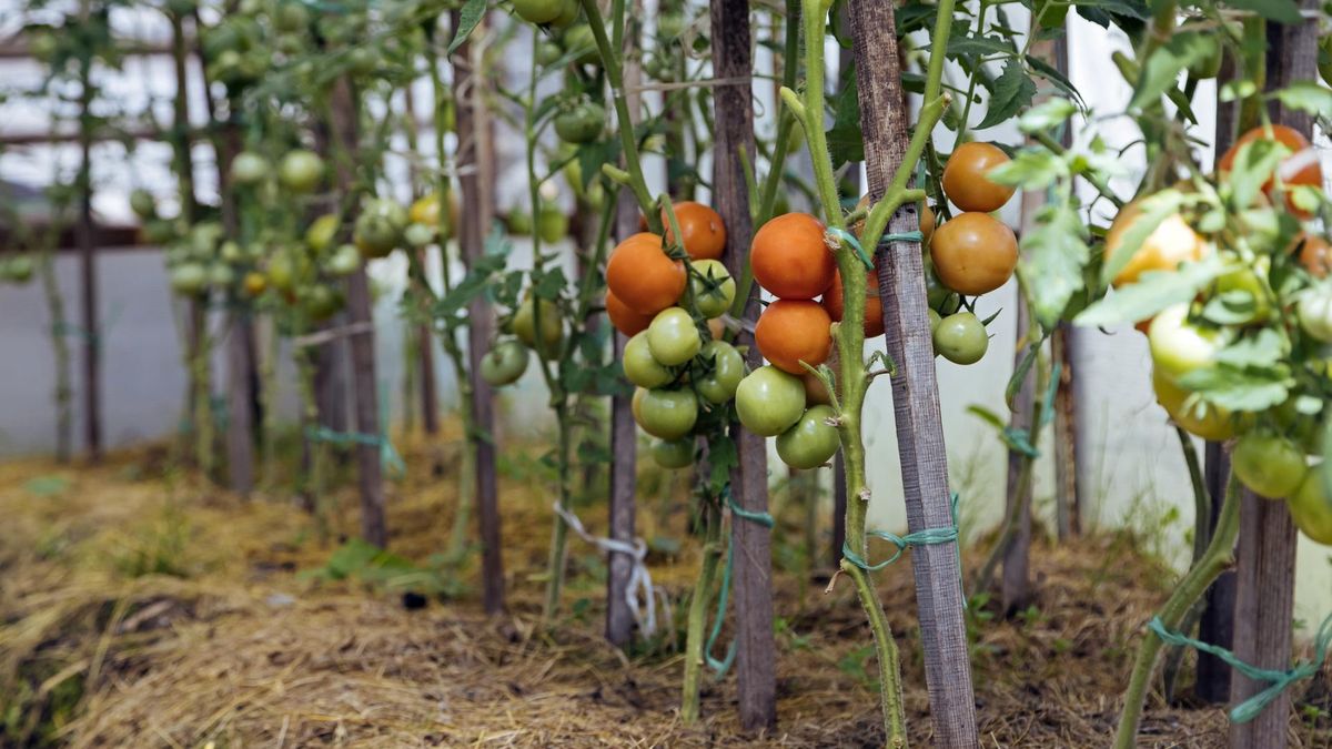 Zielone pomidory, ze względu na obecność tomatyny, mogą być niebezpieczne