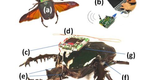 Zdalnie sterowane żywe owady 1