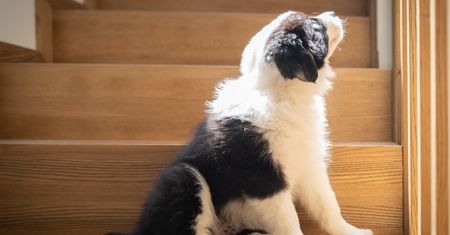 Pies nie chce wchodzić po schodach? Tak może sygnalizować ból
