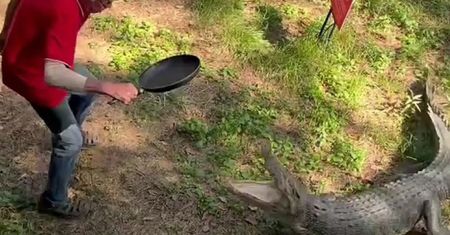 Niecodzienny pojedynek w Australii. Ruszył na krokodyla z patelnią