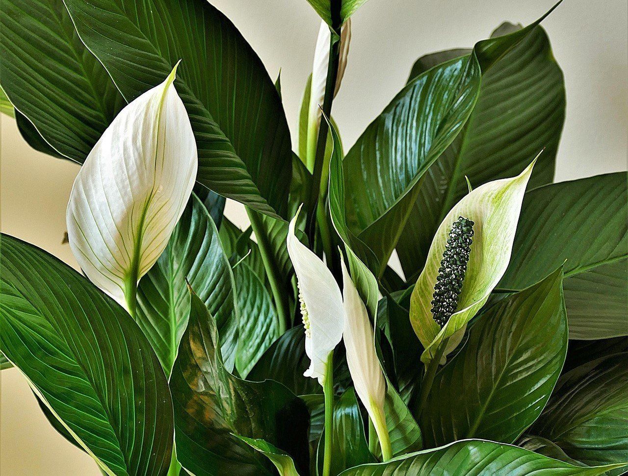 Skorupki jaj to wapń dla wzmocnienia