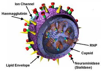 influenza-virus-82101