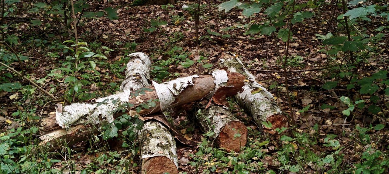 Sosnowiec: To największy park miejski w Zagłębiu Dąbrowskim