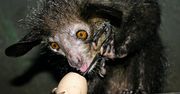 10 najbrzydszych zwierząt świata [cz. 2]. Ryba-klucha, pies-zombie, polski minóg i inni przystojniacy