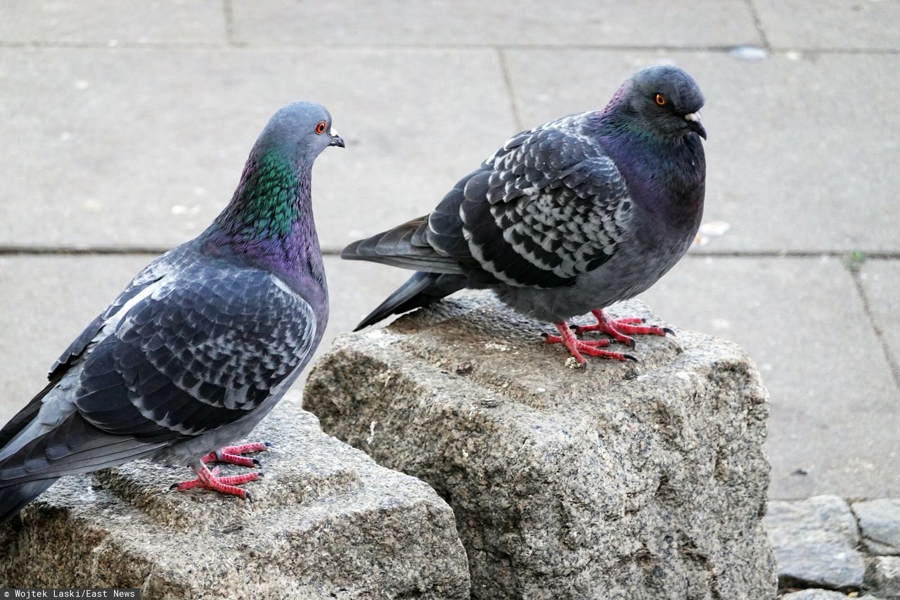 The fine for feeding, among others, pigeons increases tenfold.