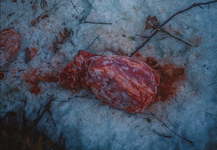 Szczawnica: 130 kg mięsa porzucone w lesie. "To realne zagrożenie"