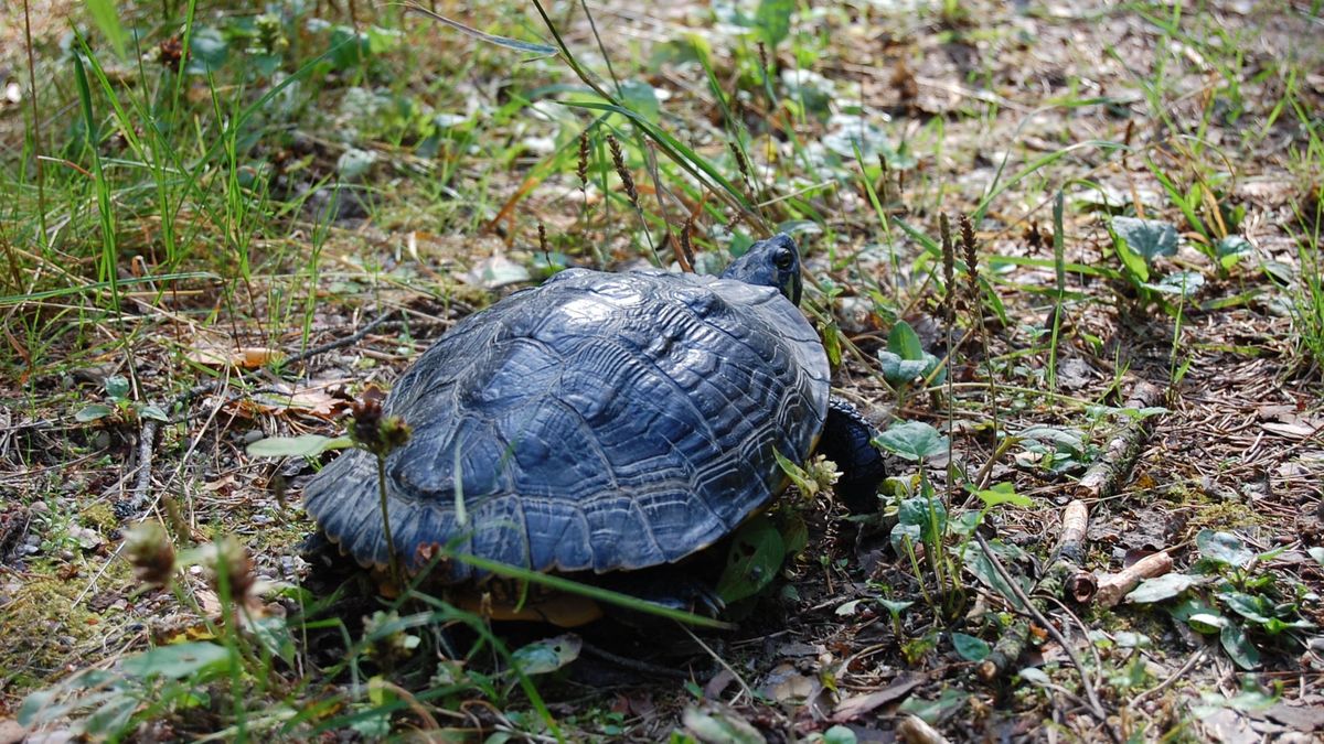 Drapieżny żółw z Kalifornii