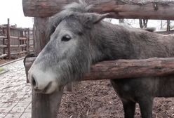 Zoo w Mariupolu po ostrzałach. Działa nieprzerwanie od początku wojny