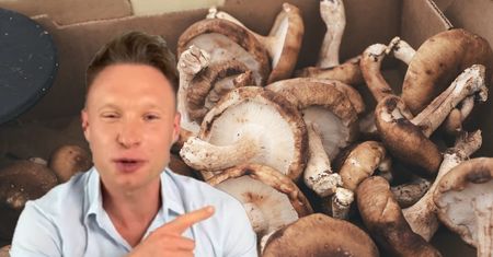 To najzdrowszy grzyb świata. Doktor Michał Wrzosek nie ma żadnych wątpliwości