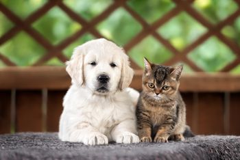 Sejm przyjął ustawę o KROPiK. Będzie obowiązkowe czipowanie psów i kotów